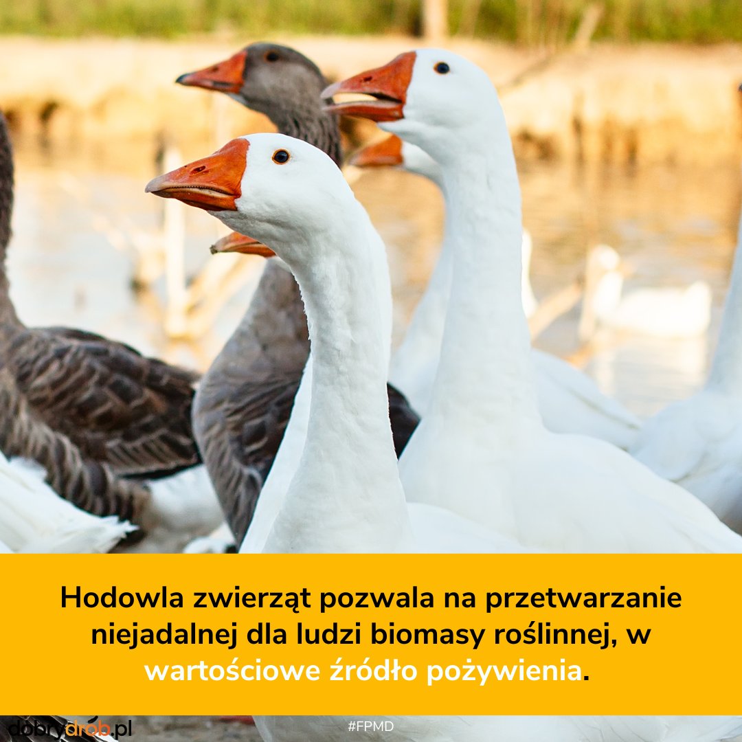 dobry_drob's tweet photo. Hodowla zwierząt jest ważna. @LivestockVoice #FPMD #HodowlaZwierząt https://t.co/viL35FRzDy https://t.co/gHAyPfu6Ic