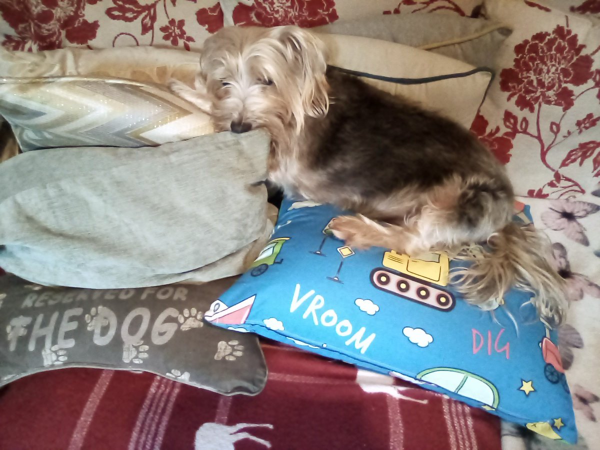 AndrewNoble16's tweet photo. Happy #tuesdaymotivations #Poppy 🐾❤️ cool on her cool #birthday cushion from #AuntyJoJo & #UncleRuss @russinblack enjoying @Mike_Zeller1 @BBC_Cumbria
Going #walkies short & cool after the programme before it's too scorchio #keepKool #September #heatwave 🐾😎 #DogsOfTwitter 🐾❤️ https://t.co/0HOKi8LxxC