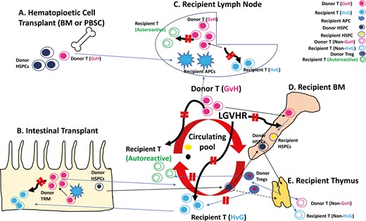 Leveraging the lymphohematopoietic #GraftVersusHost reaction to achieve #allograft tolerance & restore self tolerance with minimal toxicity ✍️ Megan Sykes @CCTI_NYC @Columbia_MI @ColumbiaMed @ColumbiaSurgery #OpenAccess ➡️bit.ly/47Yfc84