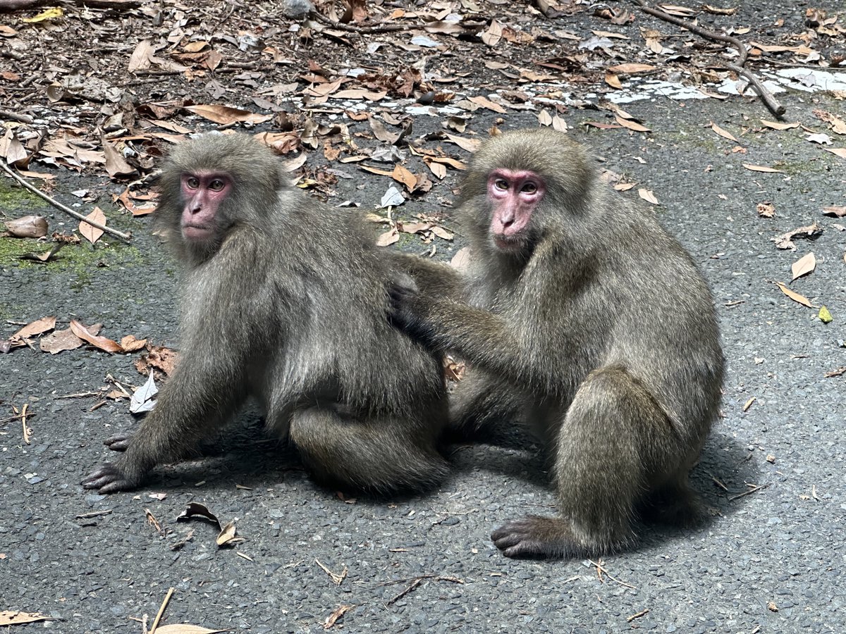 as (@aspoyonn) on Twitter photo 