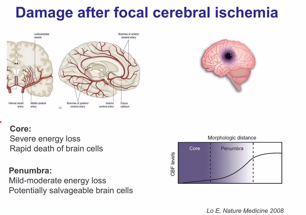 m_zawadka's tweet photo. #ESICM #Brainmasters 

Excellent refresher on neurophysiology by  Elsia Zainer 

@chiara_robba @GMeyfroidt https://t.co/sRhgmRGBkH