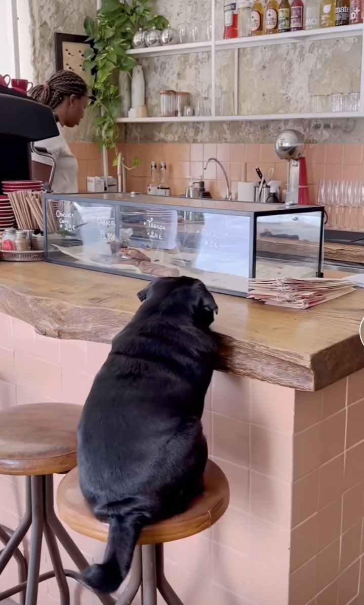 555char's tweet image. my obsession with this image of a pug sitting on a barstool is about to become so strong