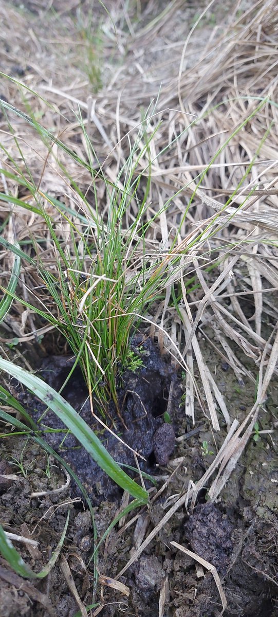 LIFE SEEDFORCE tweet media