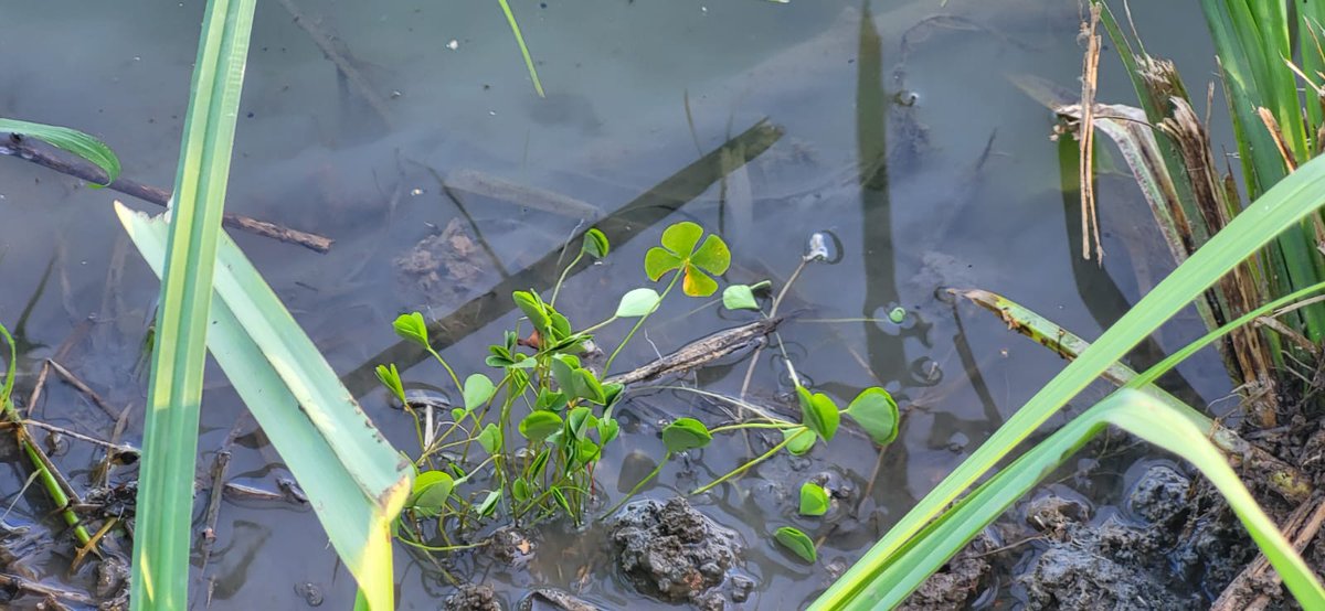 LIFE SEEDFORCE tweet media