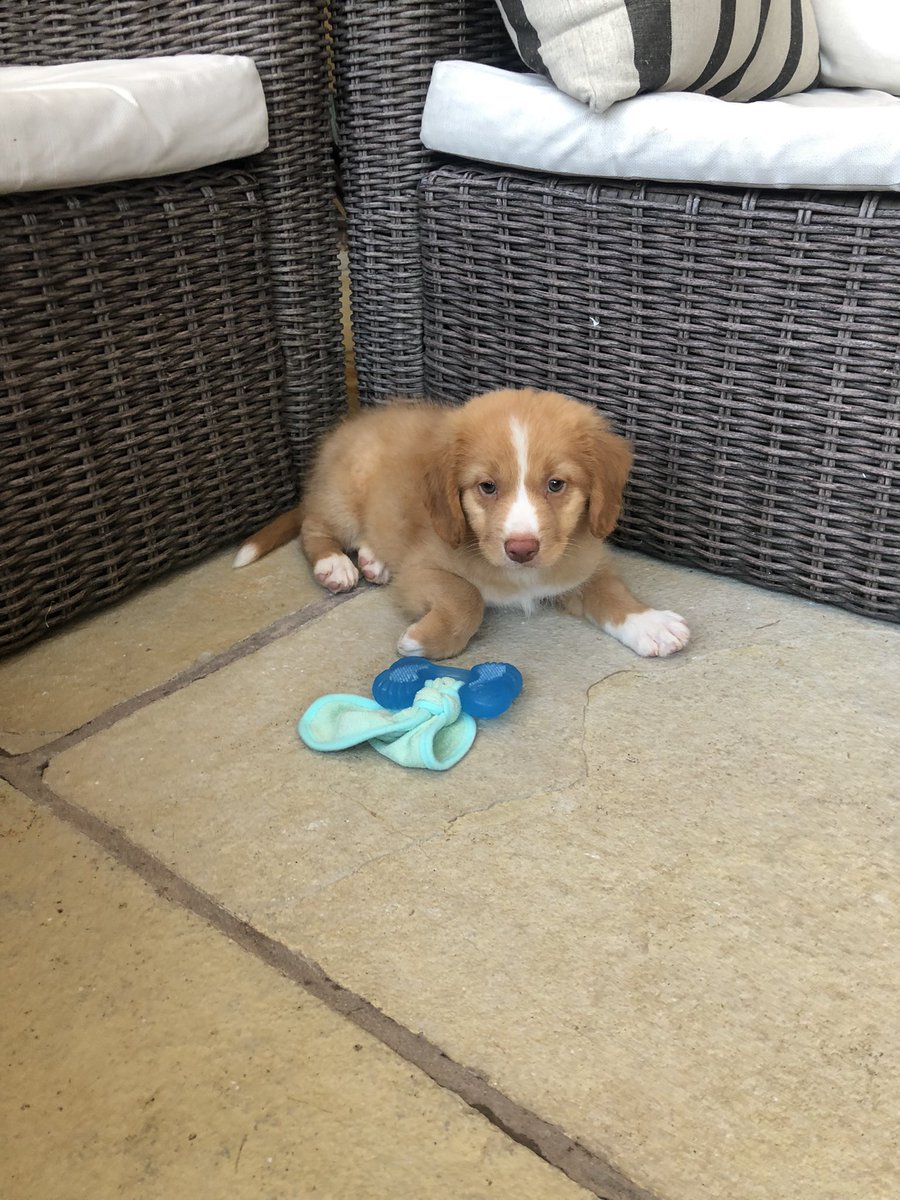 New family member- Finn😍