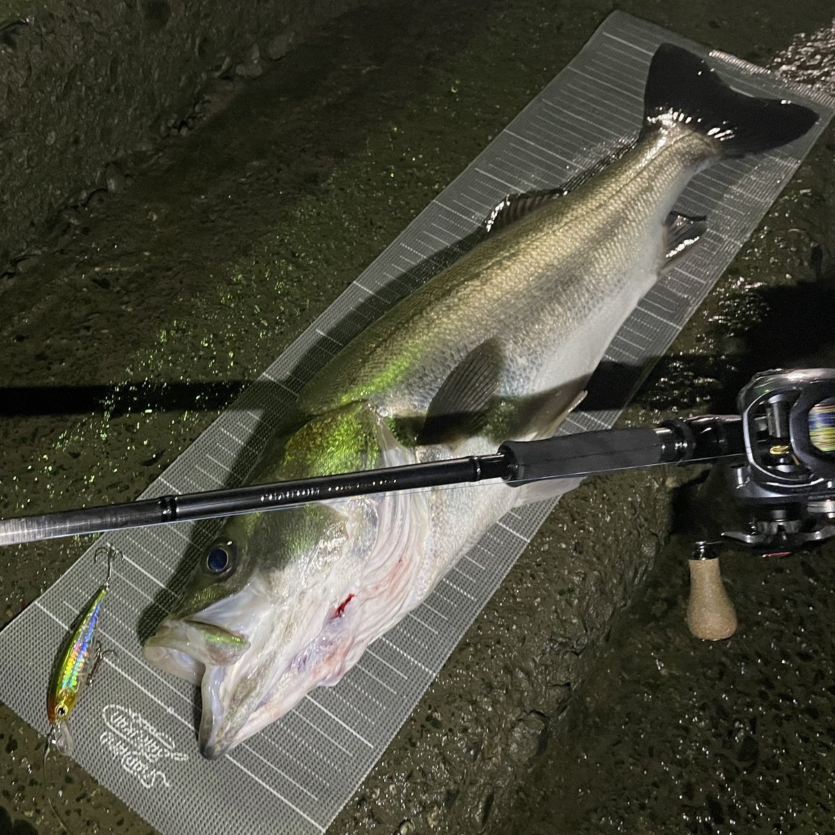 itonoknot's tweet photo. 小場所なので、ワンチャンスをものにできるかどうかの釣り。
例えるなら、コンビニへ行って、「今日は新商品入荷してるかな？」みたいな感じ。

#daiwa #ダイワ #phantomliberalist #ファントムリベラリスト #luckycraft #ビーフリーズ #釣り #fishing #シーバス #木曽川 https://t.co/z7EscSf3Ii