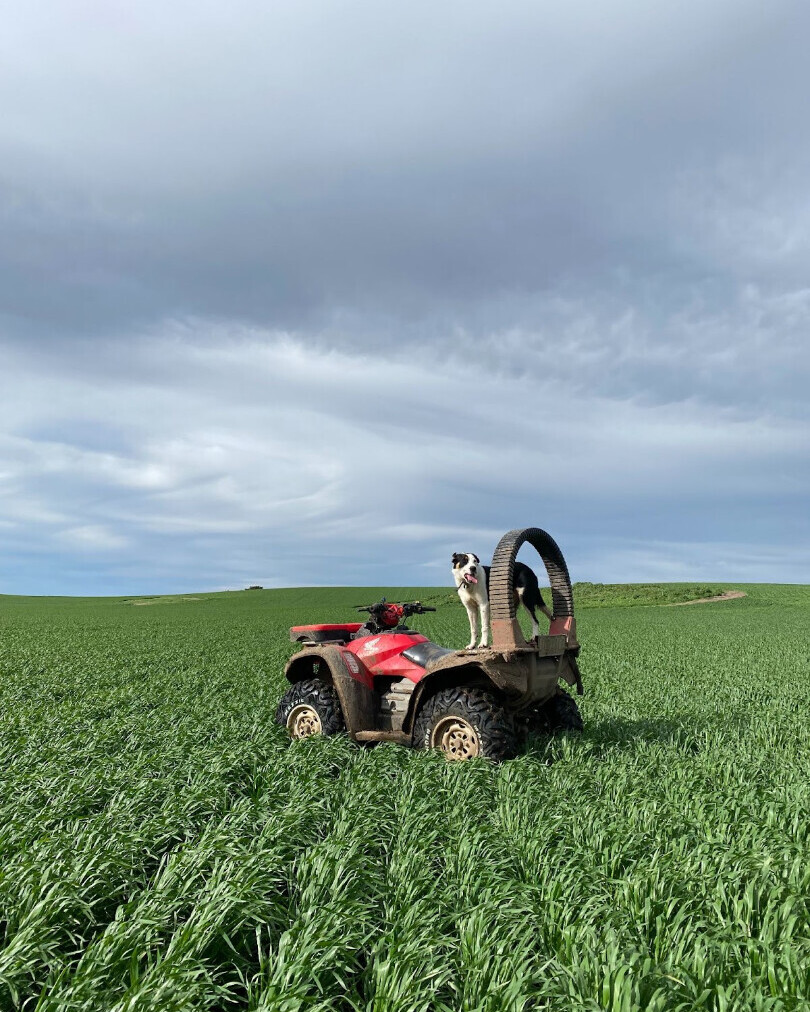 ag_western's tweet photo. Ted’s always happy to get out and check in on the crops! This wheat crop is firing along at Cressy!

#farmadvice SAfarming #VICfarming #australianfarms #agronomy https://t.co/jLIJfuQ1HE