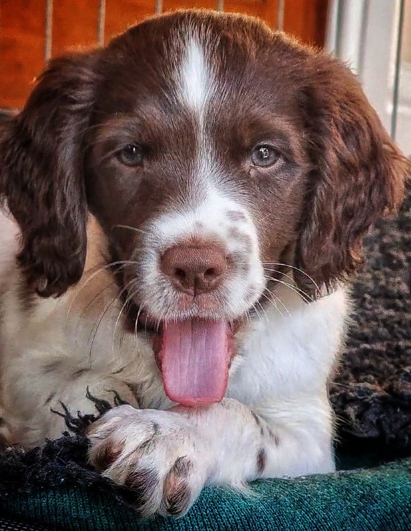 Let Dogs Be Dogs tweet media