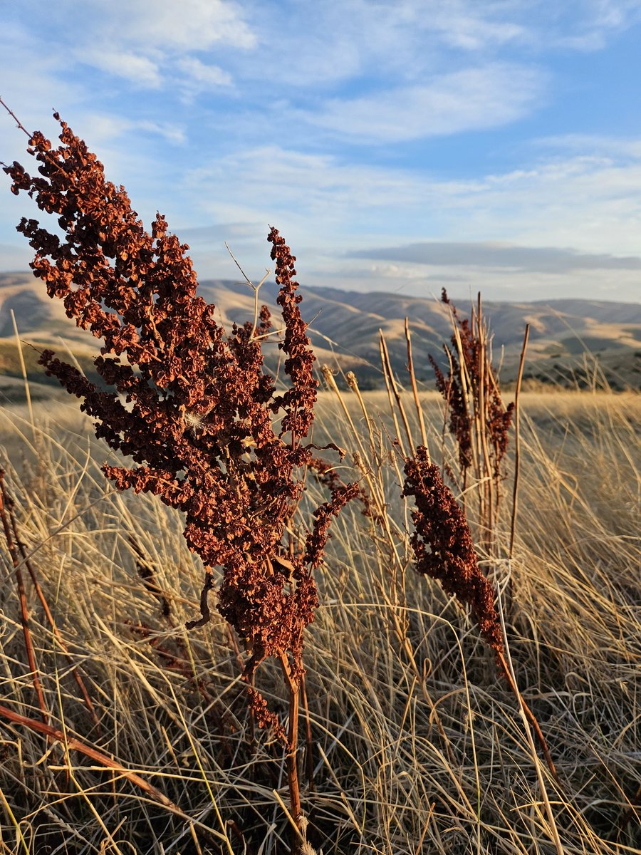 atThornhollow's tweet photo. #harvestcolors #landscapephotography #landscapecaptures #landscapephoto #cloudphotography #cloudscapes #cloud_captures #farmphotography #oregonwheat #sunset #sunsetlight #pnw #pnwphotography #texturetuesday #texture #pacificnorthwest #easternoregon https://t.co/GsaozzNIGM