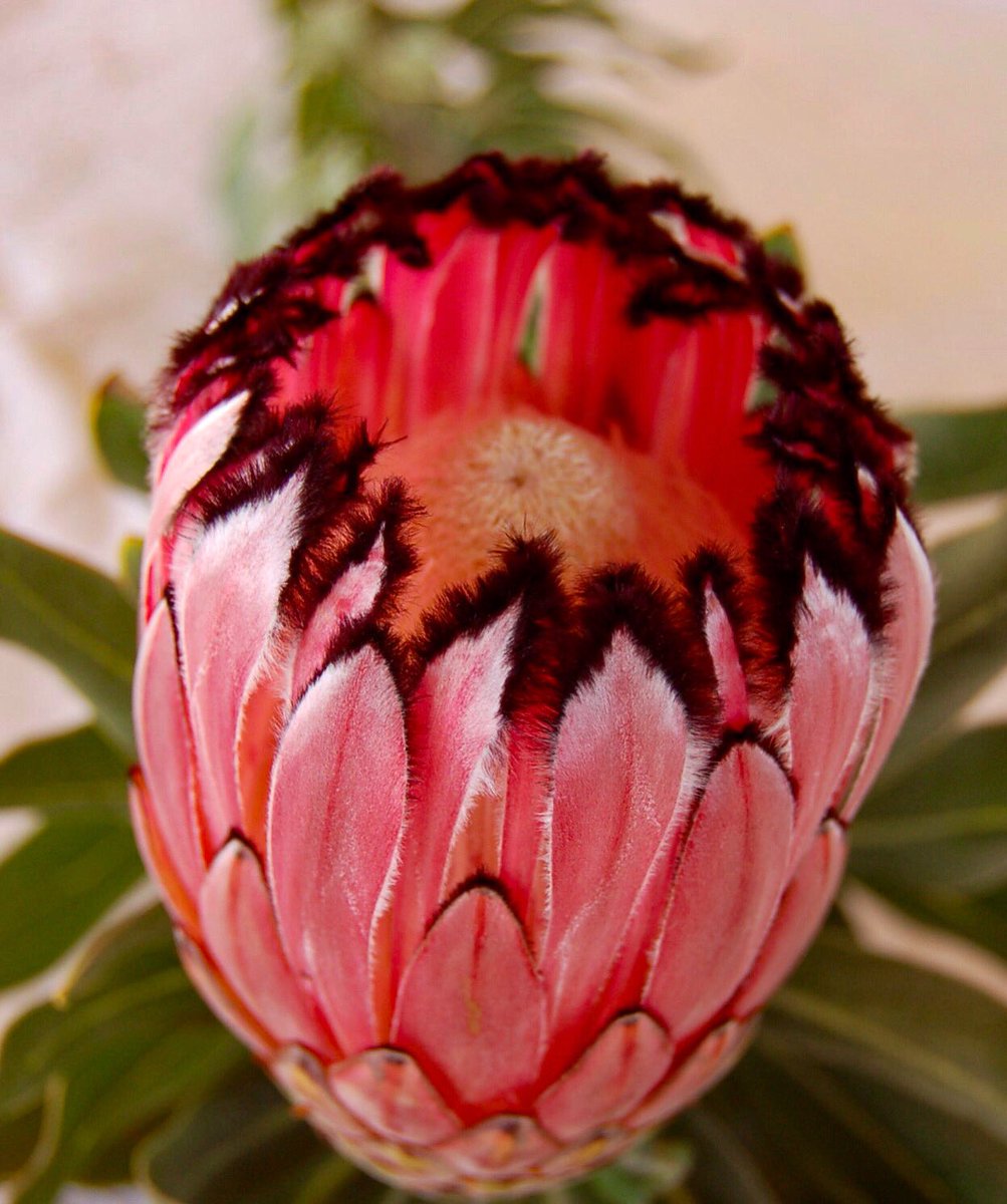 DianaR_Resendiz's tweet photo. Neriifolia, Narrow-Leaf Sugarbush or Blousuikerbosโฆ one of the best-known proteas. The blooms of this species while similar in shape, vary a lot in color. Neriifolia blooms mostly in autumn. ๐๐ท๐ฟ #protea #fallfave #cagrown https://t.co/HVhQBNYYFE