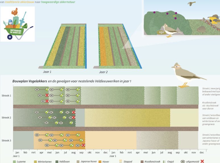 Met <a href="/demanopdedijk/">Ben Koks</a> het veld in bij <a href="/CR_Rivierenland/">Collectief Rivierenland</a> op zoek naar locaties voor de pilot vogelakkers. 

Ondertussen een jonge havik in gevecht met een buizerd, 2 boomvalken, een kneu en de rest te vinden op waarneming.nl 

Krijgt een mooi vervolg!