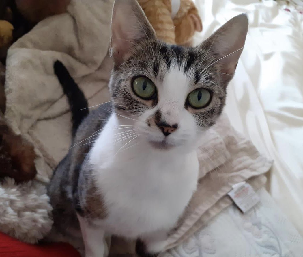 CPChiltern's tweet image. Mia, who was a pregnant stray, has successfully raised her kittens and has now gone off to her forever home with a lovely family in #Henley.  An excellent Mum who now needs a rest and a happy life! #AdoptDontShop #CatsOfTwitter #CatsOfX