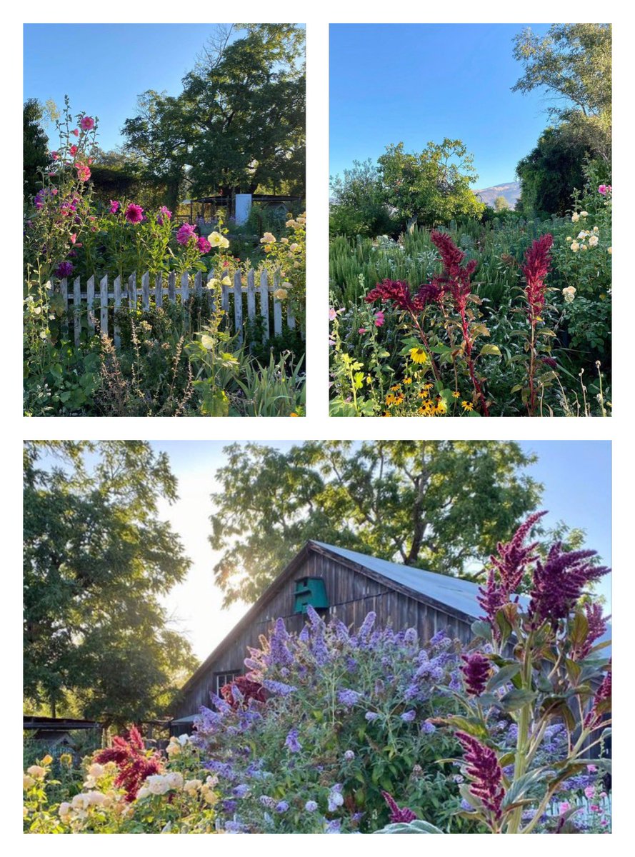 JackR696969's tweet photo. Labor Day Weekend 2023: All the rain has made mom’s garden magical. Poppa picks flowers every day &amp; puts them in vases. The house is like a florist shop. #PoppaAndJackMoveAhead #MissYouMom #CaliforniaBoy #Stardust ✨ https://t.co/Jmyytl8xAN