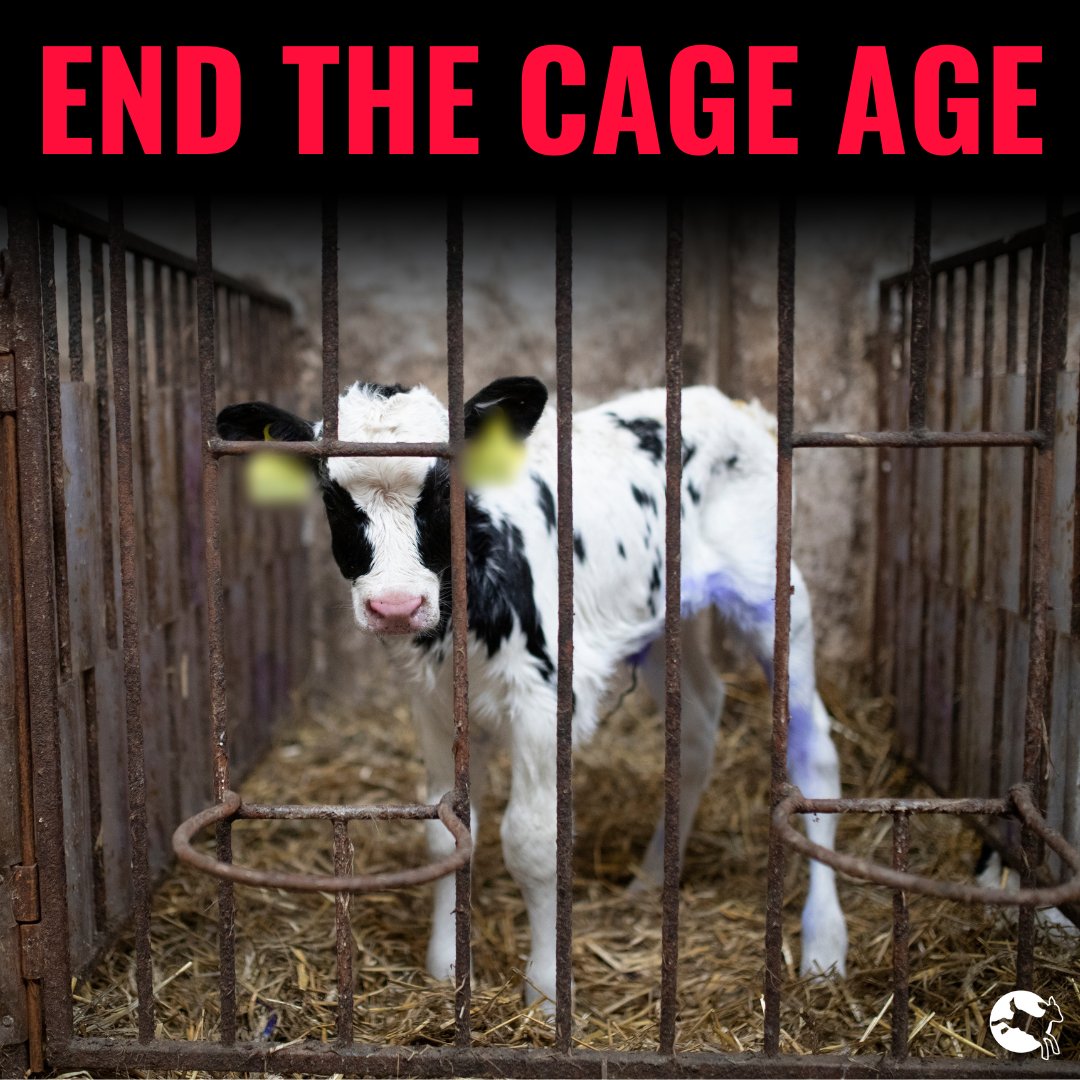 Over 4 years ago, 1.4 million people united for the #EndTheCageAge EU Citizens' Initiative-the ONLY one to secure a pledge for new laws addressing its demands.
President <a href="/vonderleyen/">Ursula von der Leyen</a>, please tell us during your #SOTEU, when will the EU #EndTheCageAge?
<a href="/PVanKemseke/">Peter Van Kemseke</a> <a href="/VDombrovskis/">Valdis Dombrovskis</a>