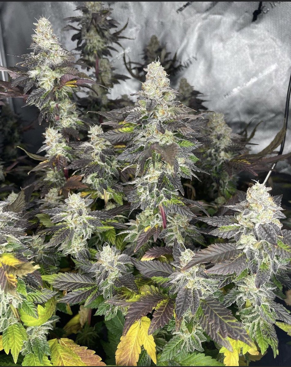 neighbor1800's tweet photo. Good morning 😃 
#CannabisCommunity #CannabisCONICET #cannabisindustry #cannabisgrower #autoflower #growtent #seedsman #CannaLand #WeedLovers #weedman #weedsmokers #weedlife https://t.co/3ubjeZvumi