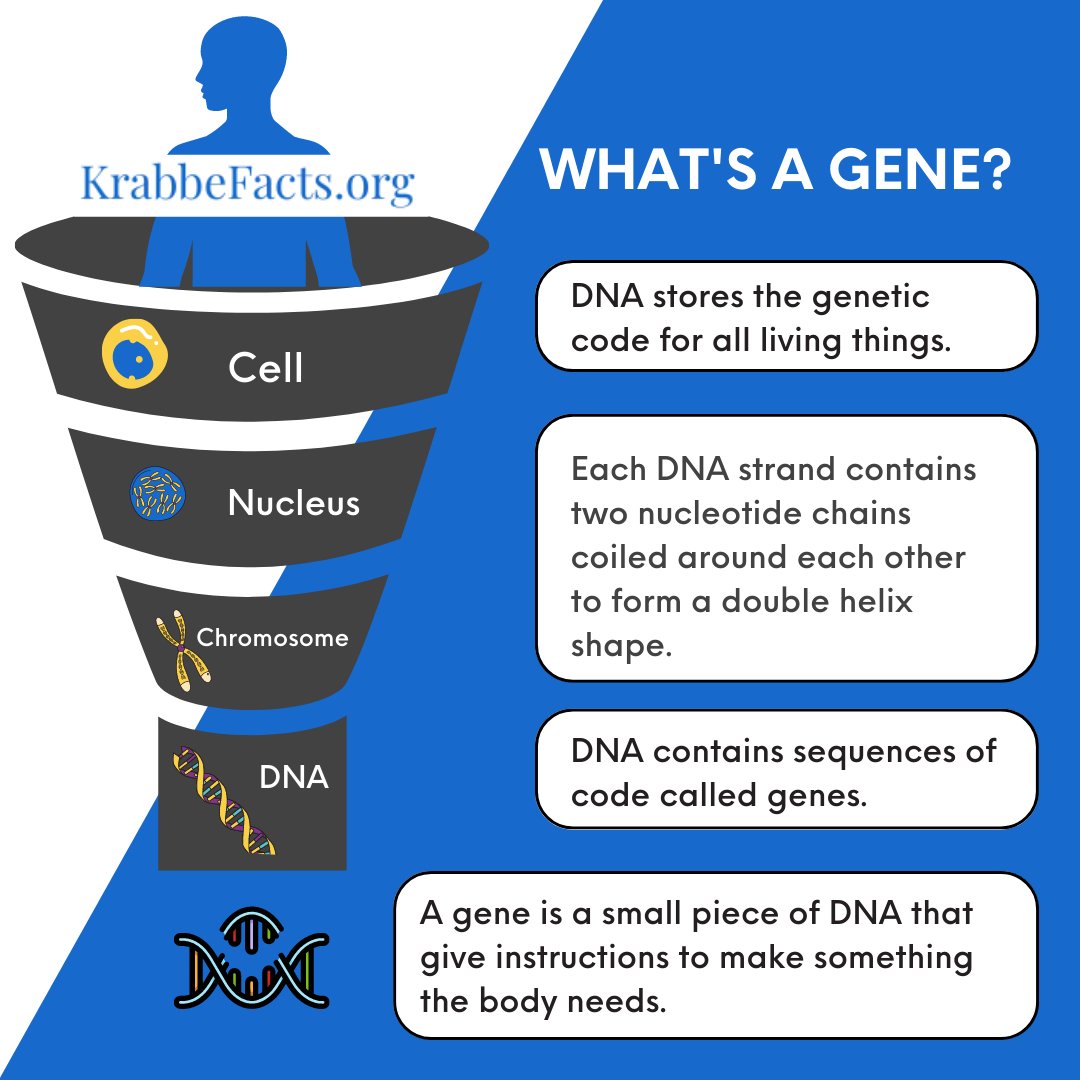 KrabbeFacts's tweet image. 🔬 Wondering about "gene" and "DNA"? Let's explore!

🧬 DNA: Genetic material with instructions for life.

🧬 Gene: DNA fragment guiding vital body processes.

📚 Learn more about genes, DNA, and related terms at loom.ly/H90V3vg

#KrabbeFacts #Gene #DNA #Genetics