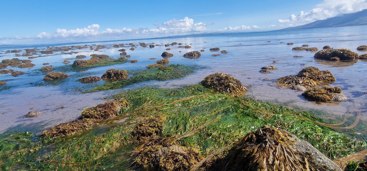 Such extreme low tides this week that segrass beds you wouldn't normally know were there were exposed! 
What will the 30th tides show! 
#seagrass #traleebay #greenmeadows