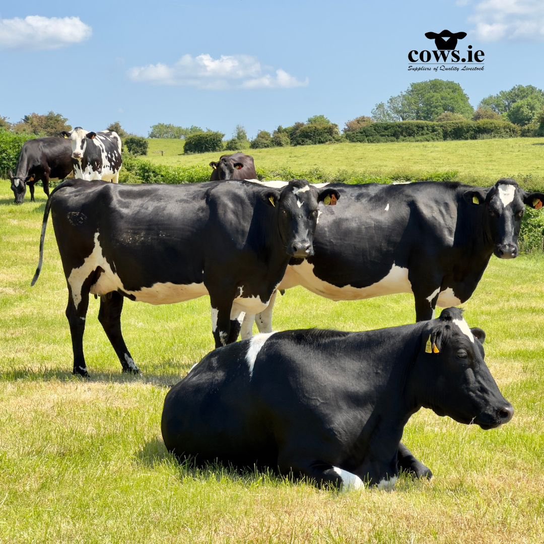 DavidClivestock's tweet photo. https://t.co/fZdOwR0SZ8 Livestock Services Sourcing, Exporting &amp; Importing Quality Livestock
The team has 30+ years sourcing, exporting &amp; importing livestock to clients in Ireland, UK &amp; Europe

Alan: +353 (87) 116 6045
David: +353 (87) 257 6434
Shane: (UK Agent) +44 7564 472215 https://t.co/rxka7fuSco