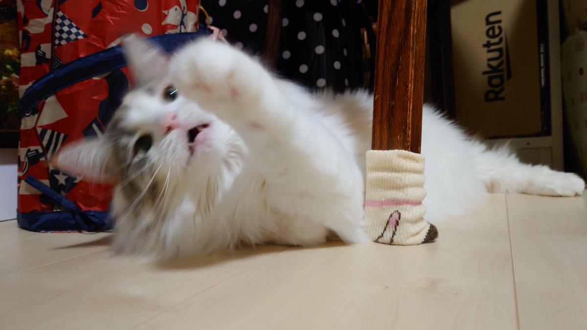 emma22nor's tweet photo. 躍動感(  ﾟωﾟ⊂彡☆

#うちのねこ 
#ノルウェージャンフォレストキャット https://t.co/kBZSWhxHgD