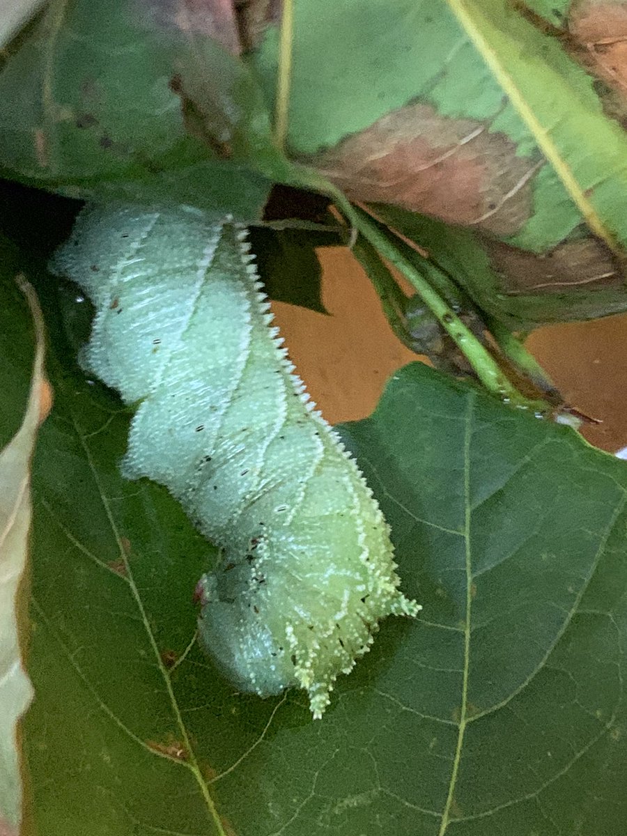 PupperMeme's tweet photo. @crevicedwelling We found the caterpillar for one of these guys in our yard yesterday (I think) https://t.co/uatyVLk2go