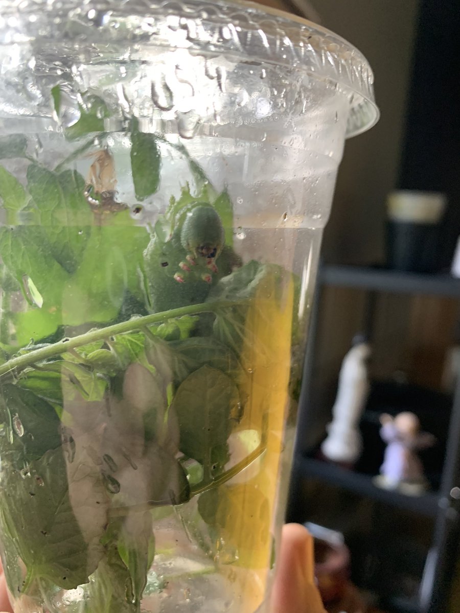 PupperMeme's tweet photo. @crevicedwelling We found the caterpillar for one of these guys in our yard yesterday (I think) https://t.co/uatyVLk2go