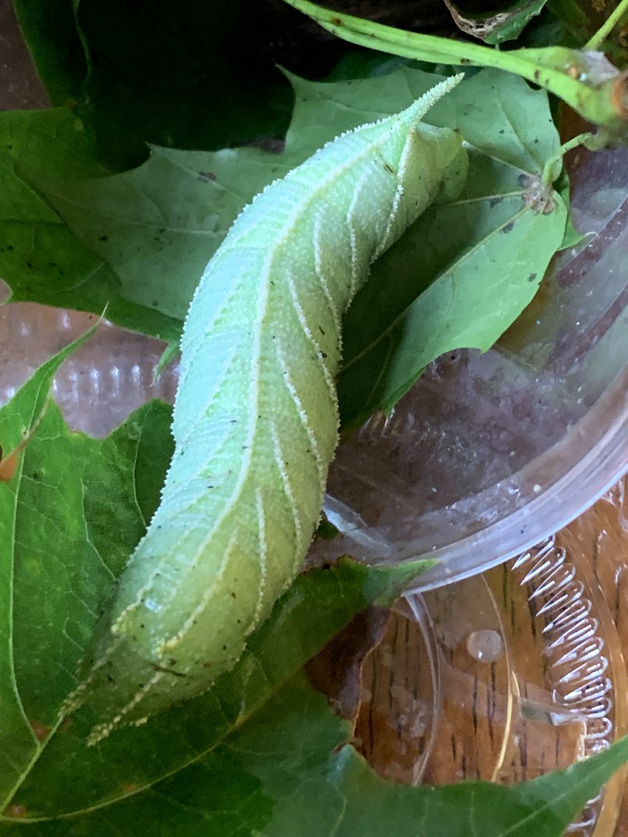 PupperMeme's tweet photo. @crevicedwelling We found the caterpillar for one of these guys in our yard yesterday (I think) https://t.co/uatyVLk2go