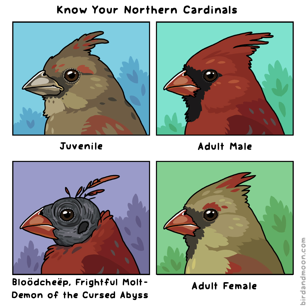 Know Your Northern Cardinals My newsletter: tinyletter.com/rosemarymosco