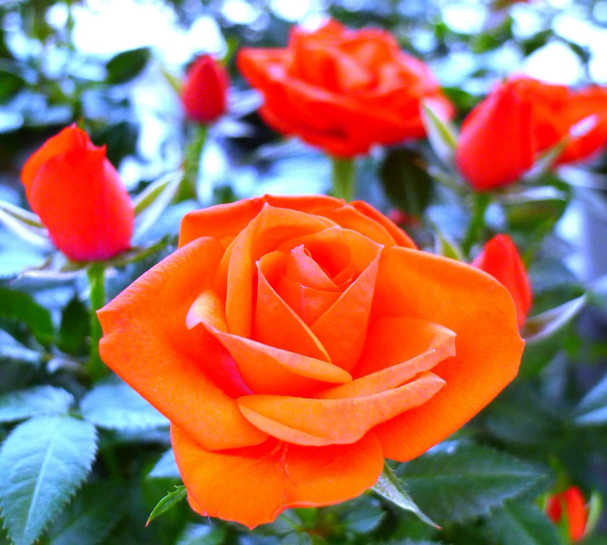 Karin_Norwegian tweet media