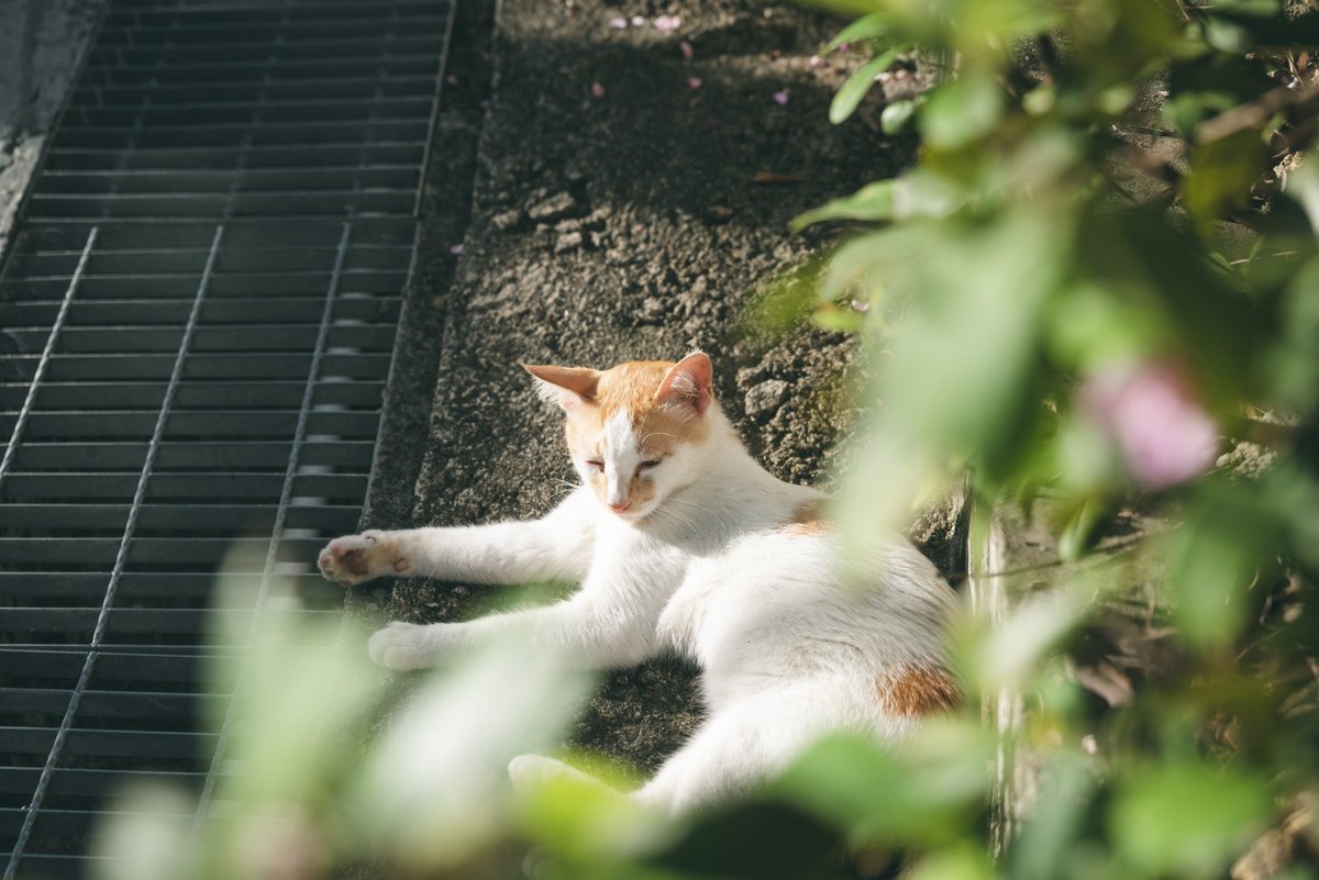 extreme_evolve's tweet photo. 四季の猫ちゃん https://t.co/BCQpgvKEzP