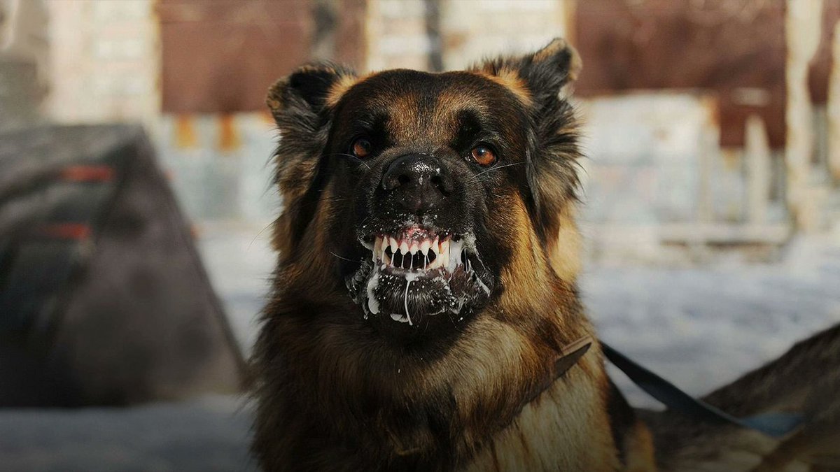 ABD Hastalık Kontrol ve Önleme Merkezi, Türkiye'yi "kuduz köpek vakalarında yüksek riskli ülkeler" listesine ekledi. (Haber Global)