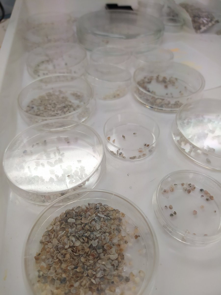 First time doing microscope lab work since Covid hit! 🤩 Macquarie University paleobiology lab 🐚