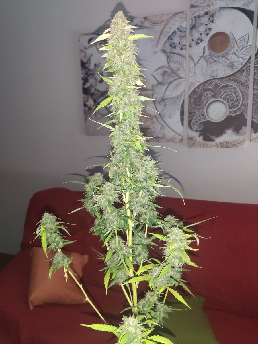 introvertido420's tweet photo. Lemon Haze Auto en maceta de 7l
#Autocultivo #autoflorecientes #WeedLovers #CannabisCommunity https://t.co/iQ4BdkAqye