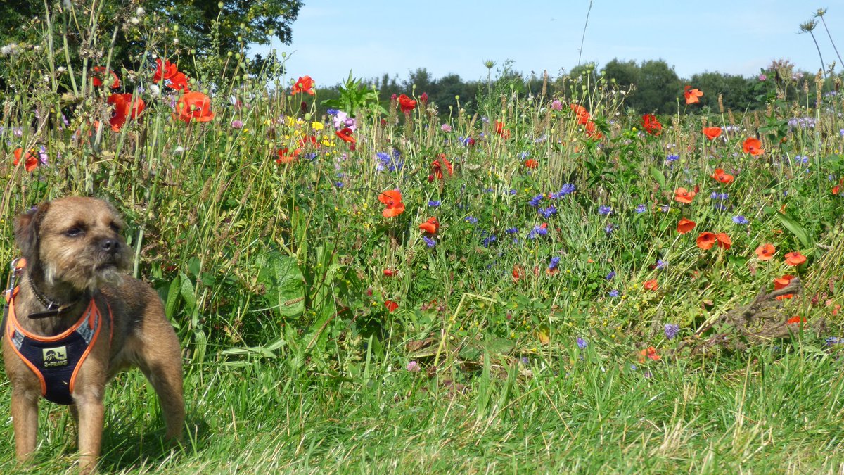 Kobe Border Terrier tweet media