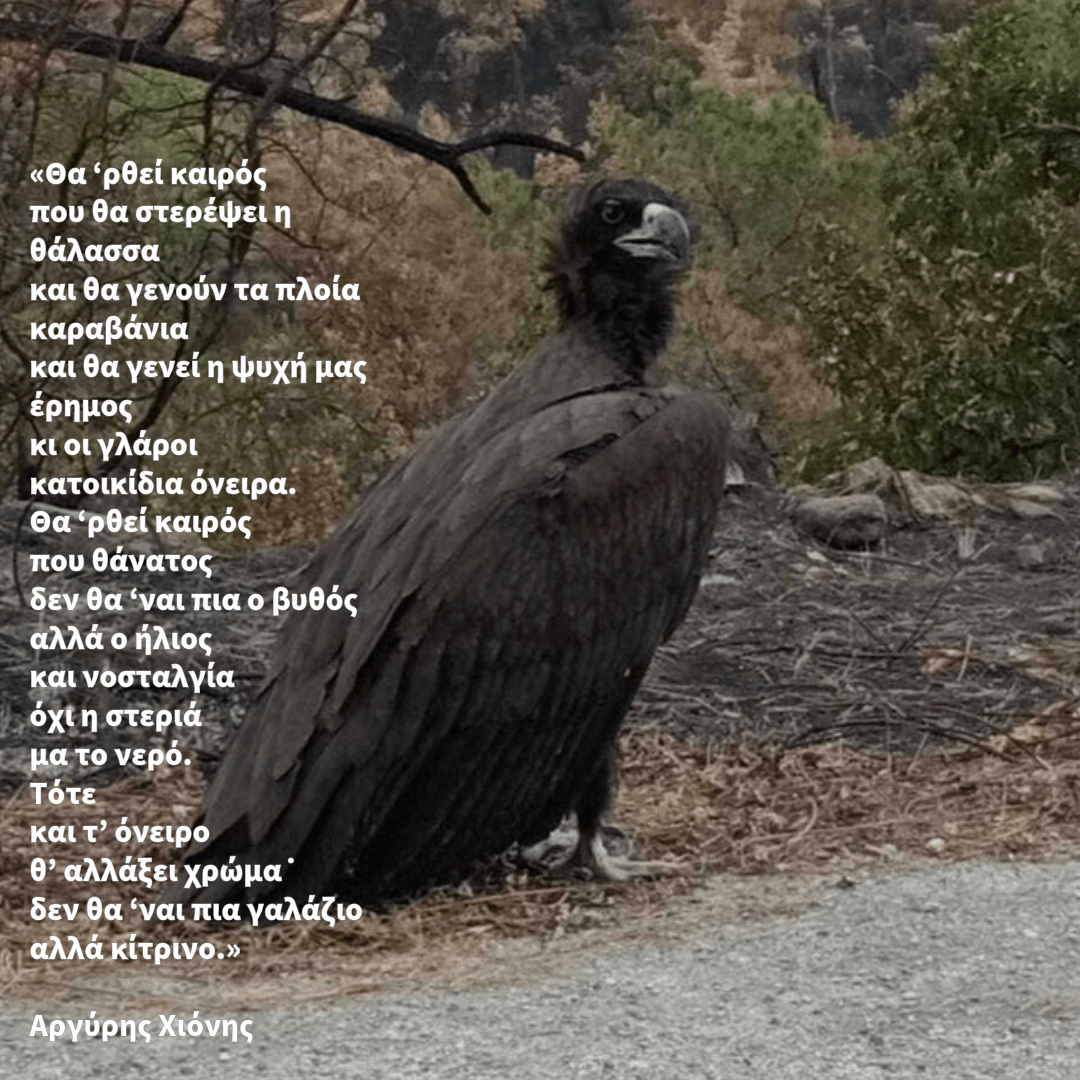 #Δαδιά #φωτιες_2023 #πυρκαγιά