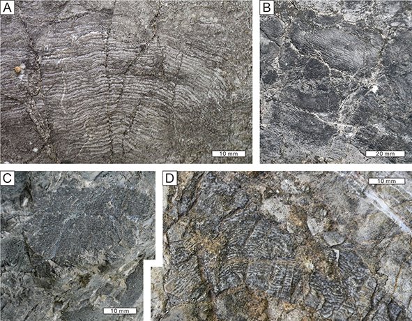 New: Jeon, Kershaw, Liang & Zhang – Stromatoporoids of the Katian (Upper Ordovician) Beiguoshan Formation, North China doi.org/10.1080/147720…