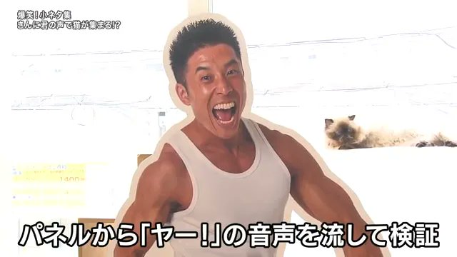 パワー「【パワー!】なかやまきんに君の「ヤー!」で猫が大集合する説…『探偵!ナイトスクー」|BuzzFeed Japanのイラスト