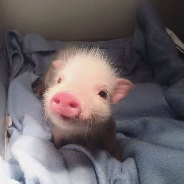 NYMPHALEFK's tweet photo. ；› 𝐏𝐎𝐍𝐂𝐇𝐎

             ⊱⋮ Dos meses.
             ⊱⋮ Juguetón y dormilón. 
             ⊱⋮ Mini pig. https://t.co/OGIo7LXFG0
