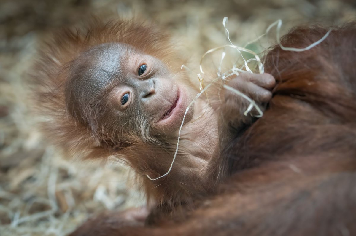 Our beautiful Bornean orangutan baby needs a name! 🦧

To be in with the chance of naming our stunning boy, we're asking for a small donation to the @OrangutanFndn.

To suggest your name for him and donate head over to our Just Giving page - ow.ly/2kat50PHsFR