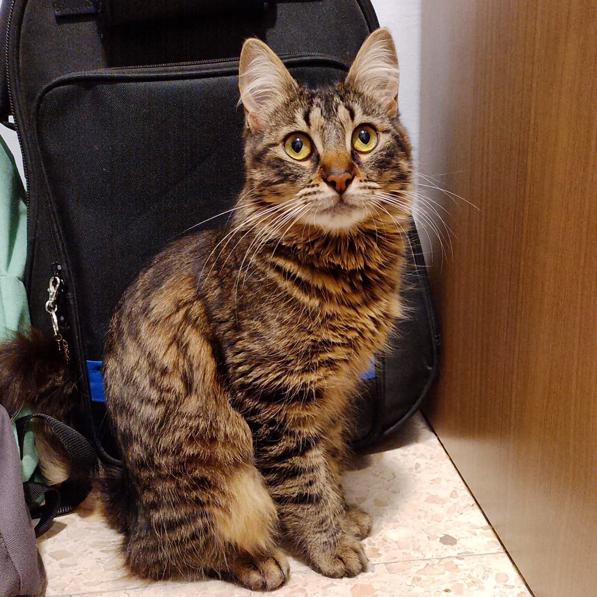 adaCodinenca tweet picture