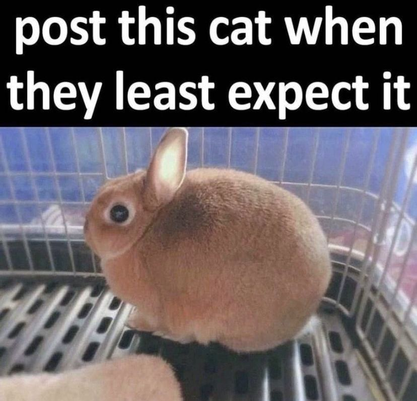 RabbitEveryHour's tweet photo. https://t.co/mD5WEIIdy2