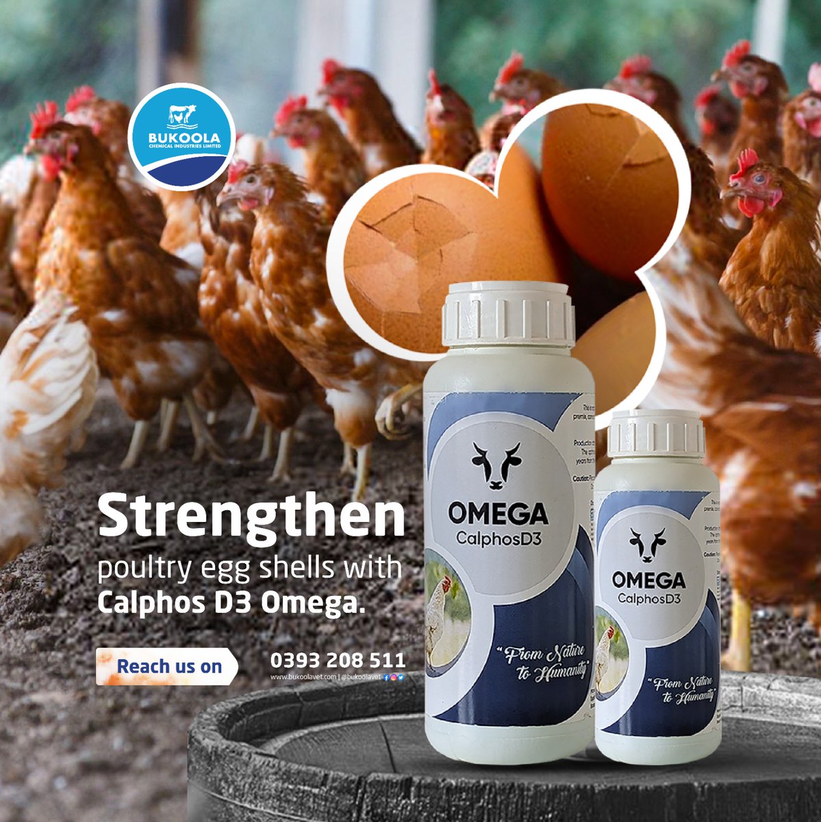 Bukoolavet's tweet photo. Want to improve your poultry's eggshell quality? Calphos D3 is the answer. Stronger eggshells mean fewer broken eggs. Give your poultry Calphos D3 today. Visit our pharmacy to get yours.
#bukoolavet #vetpharmacy #OmegaCalphosD3 #eggproblems #eggdeformities https://t.co/YhHEdoifjl