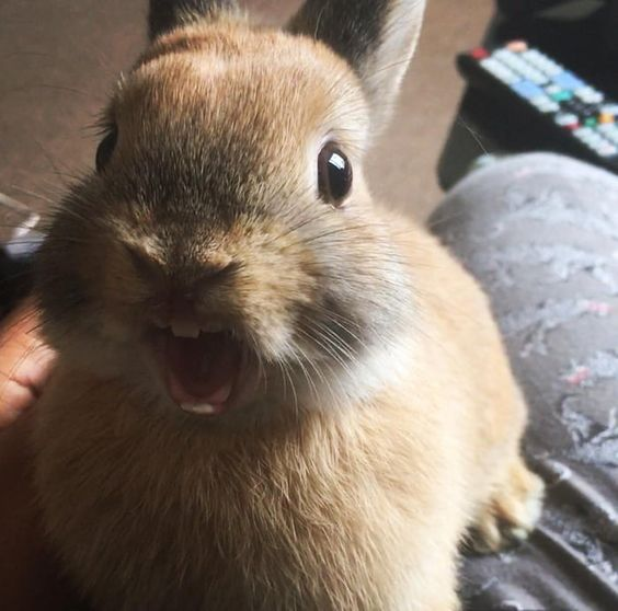 RabbitEveryHour's tweet photo. :D https://t.co/e7LfM94095