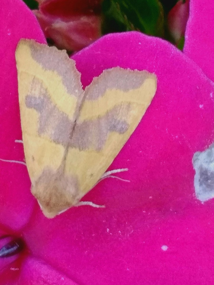 @OreillyReilly2 @MOTHIDUK Highlights from last night's mothing were two Feathered Gothics and this beautiful Centre-barred Sallow.