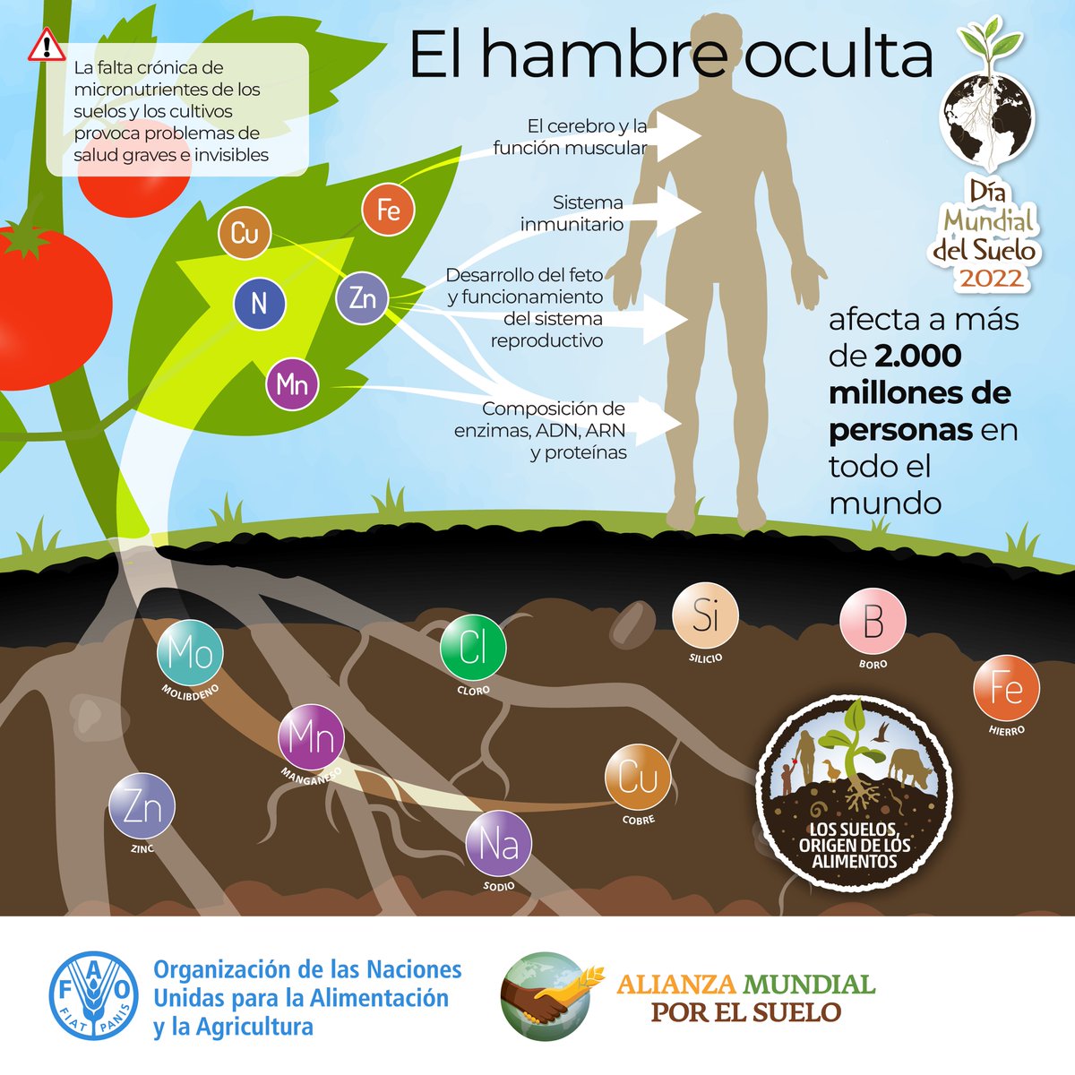 Los suelos degradados deficientes en nutrientes producen plantas deficientes en nutrientes...  

El suelo es el origen de nuestros alimentos. ¡Necesitamos suelos sanos para producir alimentos nutritivos! 

#Soils4Nutrition