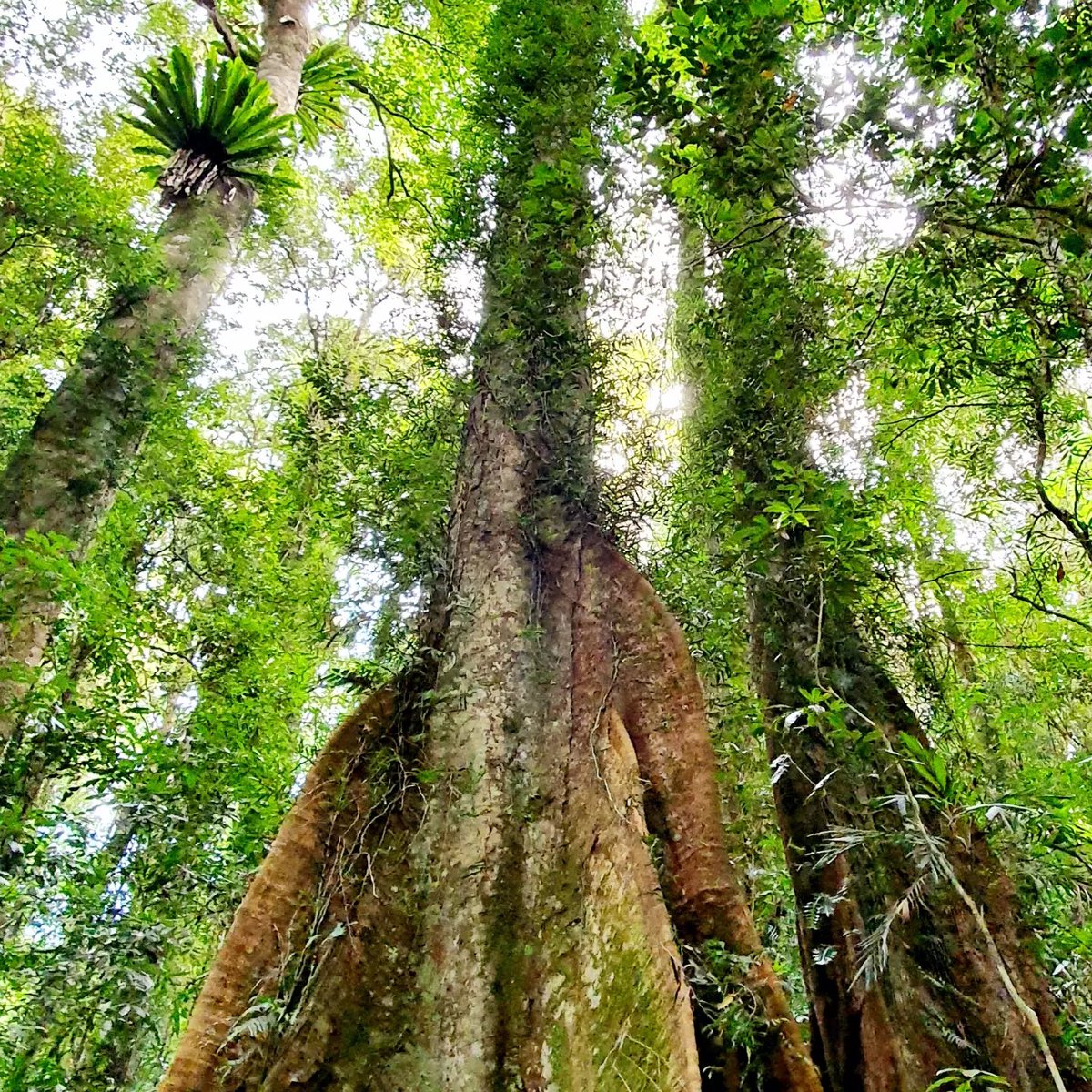 Gondwana rainforest giants, tree ferns and vines on the Lyrebird Walking Track in Dorrigo National Park.
#nationalparks #lyrebirds #dorrigo #walkingtrails #greenlife #treeferns #ancient #rainforest
