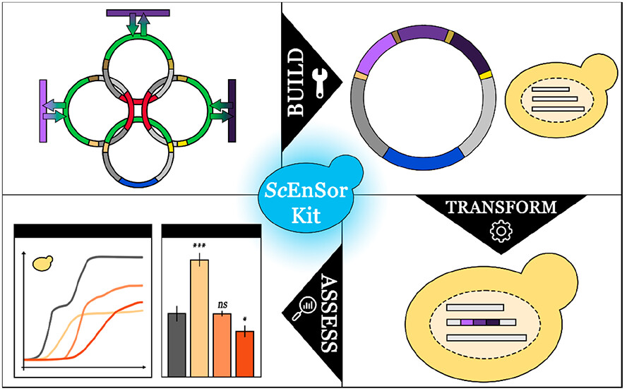 Check out the latest publication from the Indbio group. ScEnSor Kit for #Saccharomyces cerevisiae Engineering and #Biosensor-Driven Investigation of the #Intracellular Environment. pubs.acs.org/doi/full/10.10…