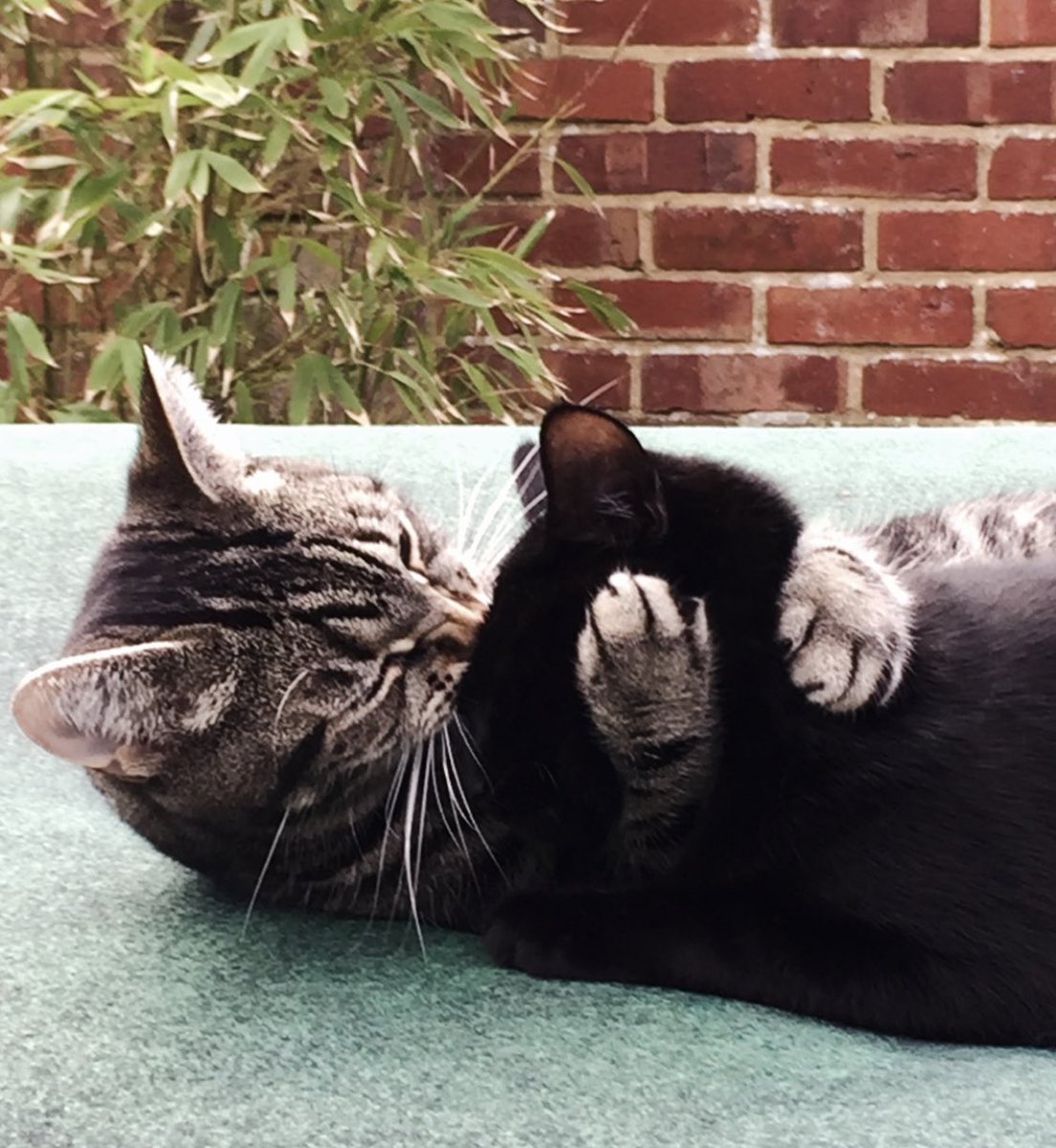 Who needs a tabby hug ??🧡🧡
#cats 
#tabbytuesday