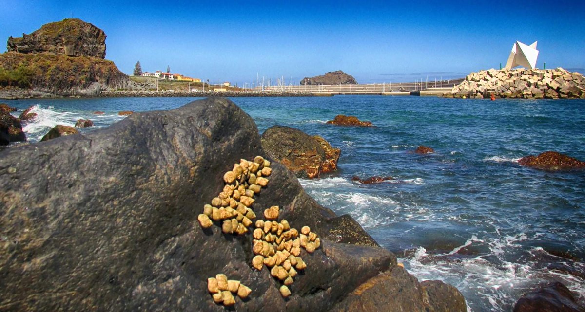 RodriguLemus's tweet photo. GARACHICO.... TENERIFE. https://t.co/5QyUq7jqDE