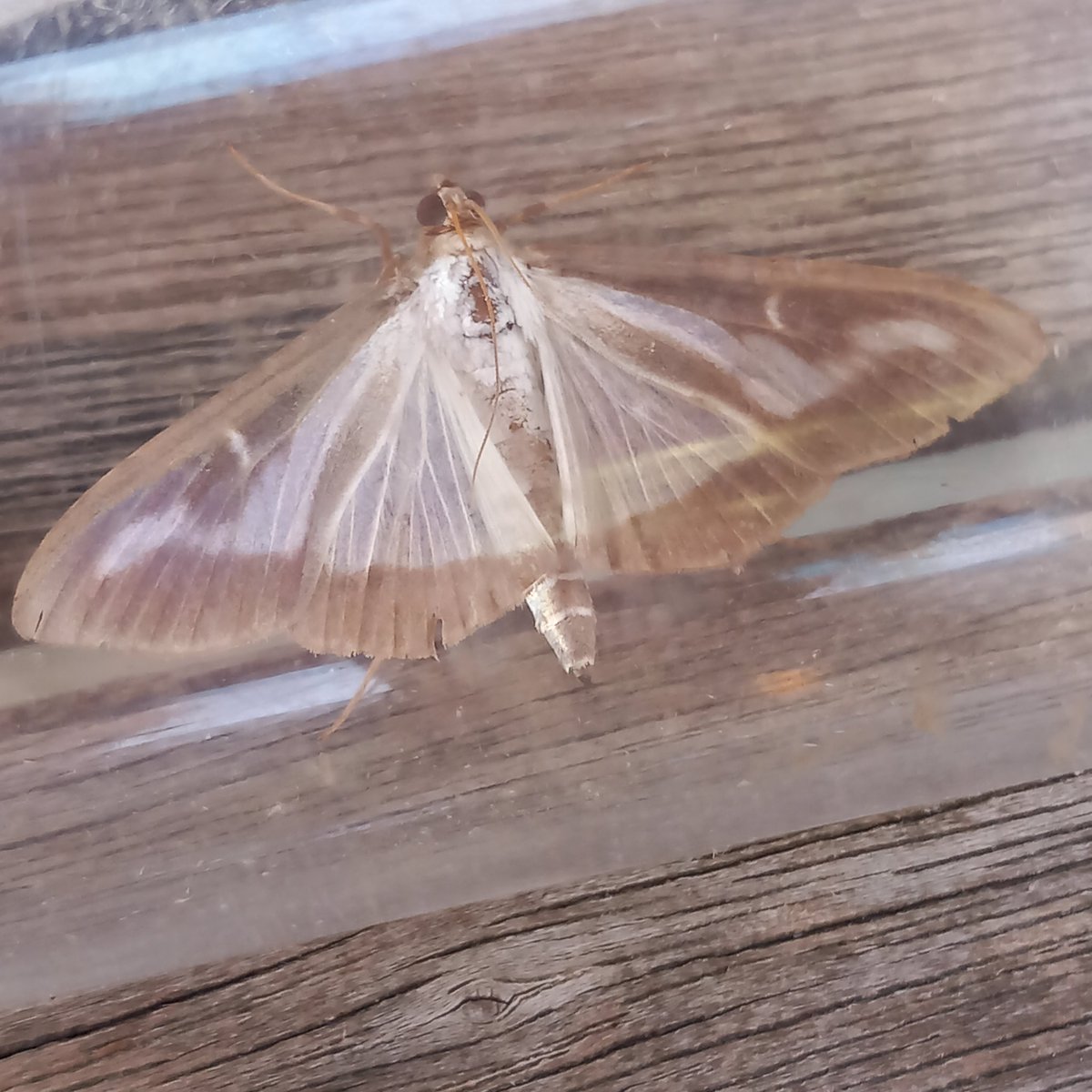 robdean9's tweet photo. This a first for me in South Norfolk, box tree moth.  Nice looking moth but so damaging.  @BritishMoths @norfolkmoths https://t.co/sLtGBIlhLI