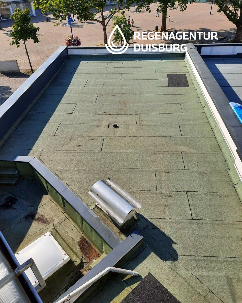 Das Anlegen einer Dachbegrünung braucht etwas Geduld, aber es lohnt sich! Unsere Regenagentur berät und fördert solche Projekte. ➔ regenagentur-duisburg.de/foerderung